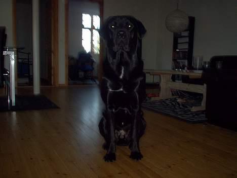 Blanding af racer Psycho billede 11