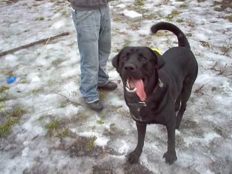 Blanding af racer Psycho billede 12