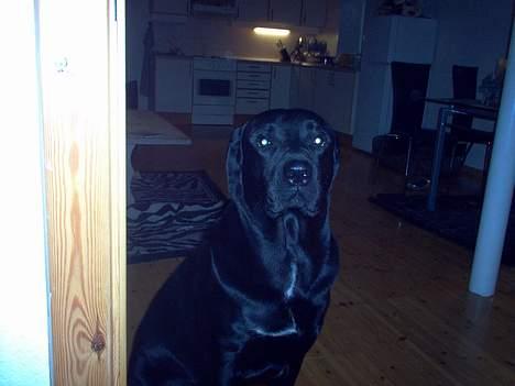 Blanding af racer Psycho billede 13