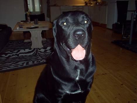 Blanding af racer Psycho billede 14