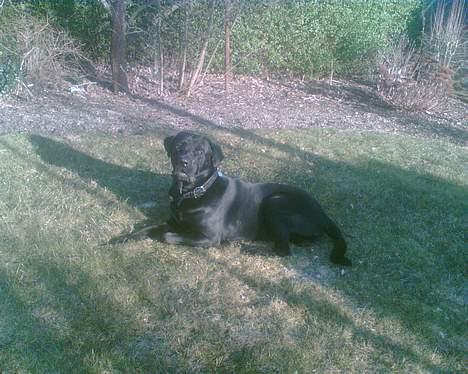 Blanding af racer Psycho billede 15