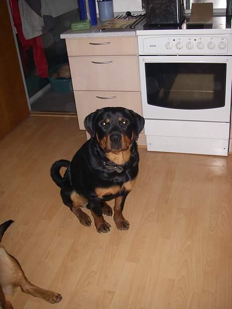 Rottweiler Brutus - Skal vi snart spise..... billede 16