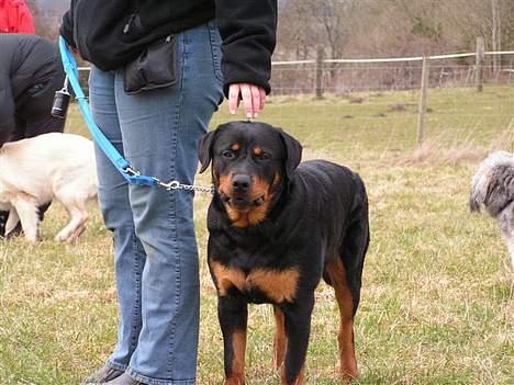 Rottweiler Brutus - Til træning med mor billede 17