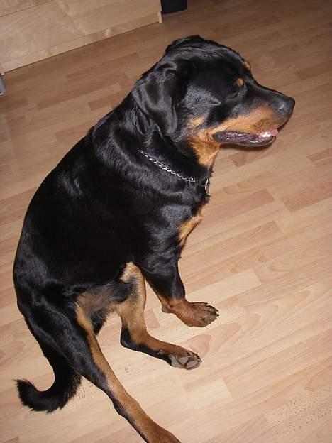 Rottweiler Brutus billede 18