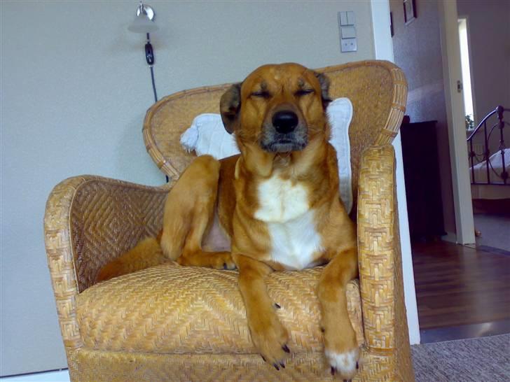 Blanding af racer Vabbe billede 9