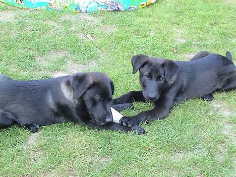 Blanding af racer Pawi R.I.P - pawi og hans søster Emla.(pawi er til venstre) billede 8