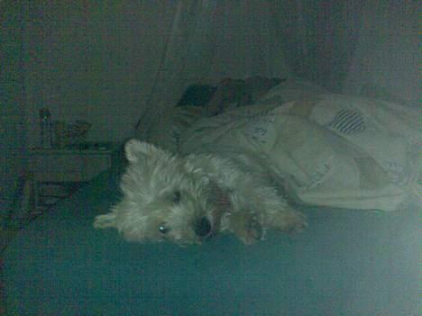 West highland white terrier walter - Det er så her jeg tilbringer det meste af formiddagen sammen med mmin farmand! billede 12
