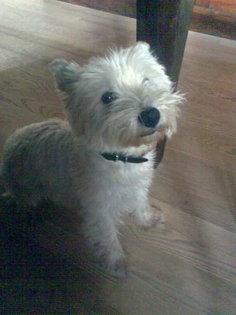 West highland white terrier walter - Så er jeg gået under bordet! billede 13