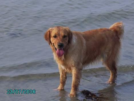 Golden retriever Kuka - Luka på stranden, hun elsker at bade.  billede 1