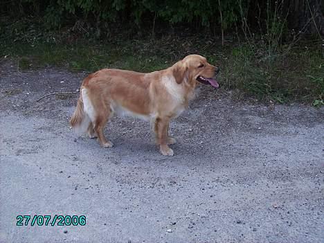 Golden retriever Kuka - Her er hun lidt bange, da der står en stor hest lige ved siden af hende.  billede 2