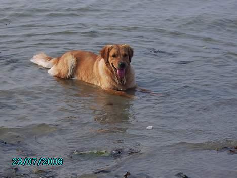 Golden retriever Kuka - Dejligt med en køler ;D billede 3