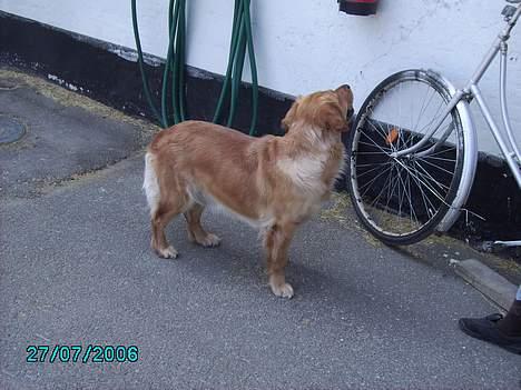 Golden retriever Kuka - Hun havde lidt svært ved at forstå det var mig hun skulle kigge på og ikke min veninde. billede 4