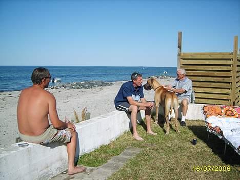 Grand danois Lauritz død d 21 jan 2011 - Med i sommerhuset... Elsker det billede 12