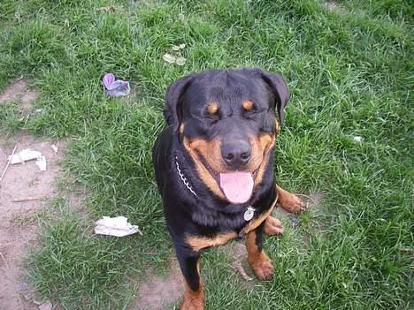 Rottweiler Brutus billede 19
