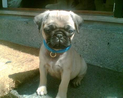 Mops albert - 3 dage efter han er kommet til sit nye hjem "sidder på sin udsigtspost" billede 1