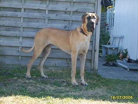 Grand danois Lauritz død d 21 jan 2011 - Holder øje med det hele billede 13