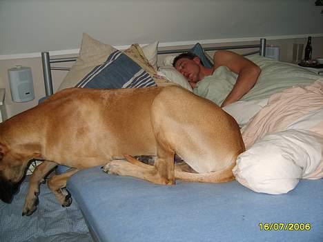 Grand danois Lauritz død d 21 jan 2011 - Må ikke være i sengen for Peter....taget på fersk gerning billede 14