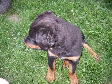 Rottweiler Bella billede 9