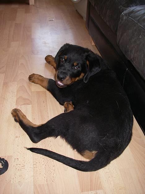 Rottweiler Bella billede 10