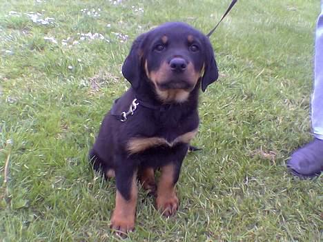 Rottweiler Bella billede 11