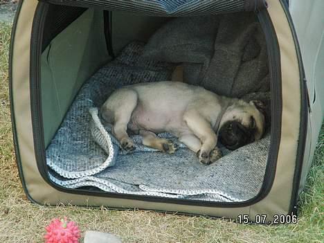 Mops albert - faldet i søvn efter en lang gåtur billede 2