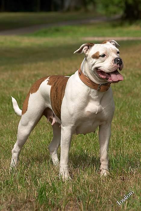 Amerikansk bulldog Kettner's Tequila R.I.P. 5/9 2011 billede 14
