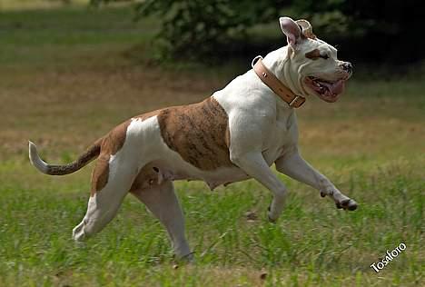 Amerikansk bulldog Kettner's Tequila R.I.P. 5/9 2011 billede 15