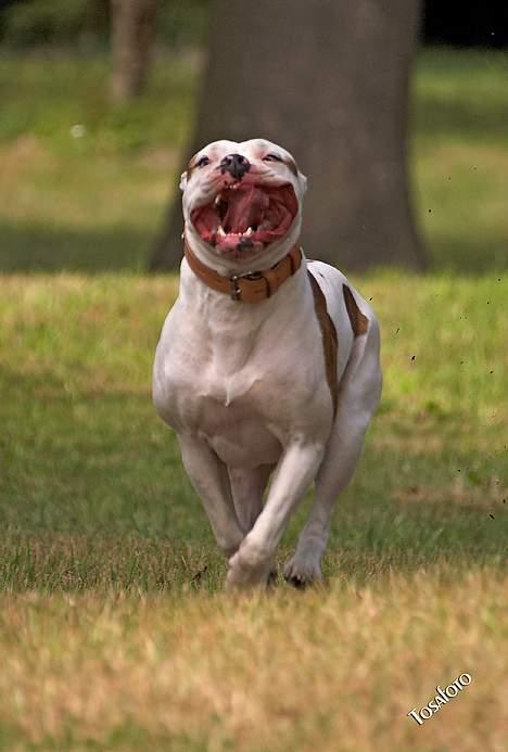 Amerikansk bulldog Kettner's Tequila R.I.P. 5/9 2011 billede 16