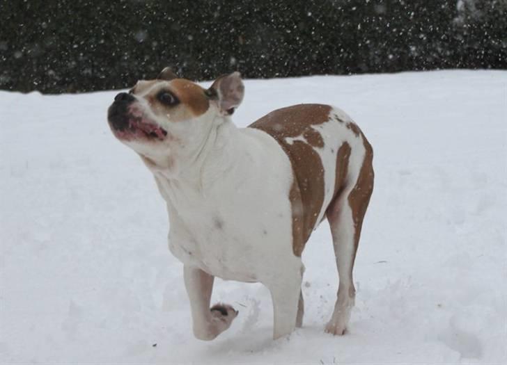 Amerikansk bulldog Lundahl's Bailey R.I.P. 18. december 2012 - Bailey 10½ år gammel... og stadig i fud fart...  billede 11