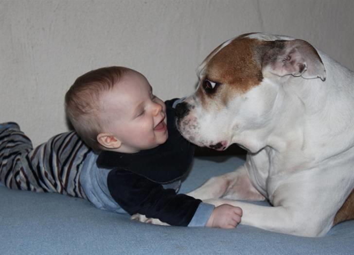 Amerikansk bulldog Lundahl's Bailey R.I.P. 18. december 2012 - Gir du et møs Bailey - Jeg er klar... Bailey 10½ år gammel, sammen med vores 8 måneder gammel søn.  billede 12