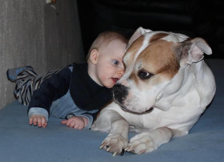 Amerikansk bulldog Lundahl's Bailey R.I.P. 18. december 2012 - Mikkel ligger og putter sig op af Bailey.  Bailey 10½ år og Mikkel 8 måneder gammel.  billede 13