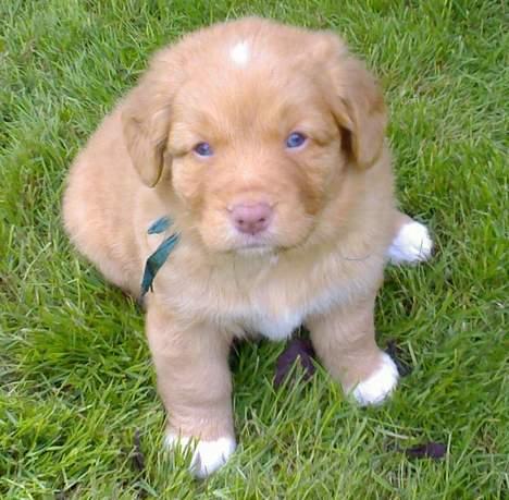 Nova scotia duck tolling retriever Sigurd - Ved vores første møde med Sigurd, var han bare 5 uger og satte sig pænt til rette for fotografen billede 1