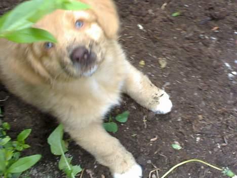Nova scotia duck tolling retriever Sigurd - 9 uger og meget glad for og grave billede 2