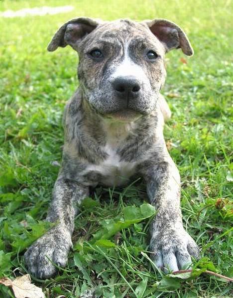 Amerikansk staffordshire terrier Zita billede 1