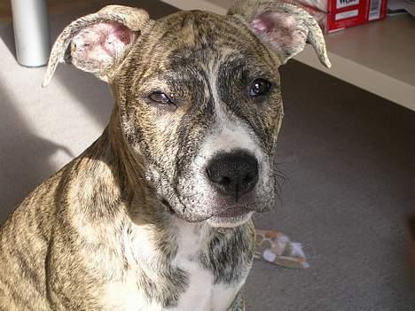 Amerikansk staffordshire terrier Zita billede 3