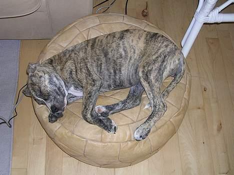 Amerikansk staffordshire terrier Zita billede 4