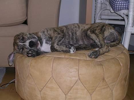 Amerikansk staffordshire terrier Zita billede 5