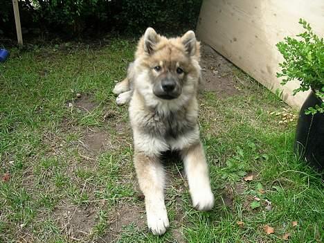 Eurasier Deco billede 9