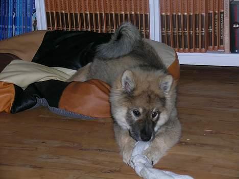 Eurasier Deco billede 10