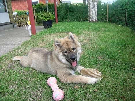 Eurasier Deco billede 11