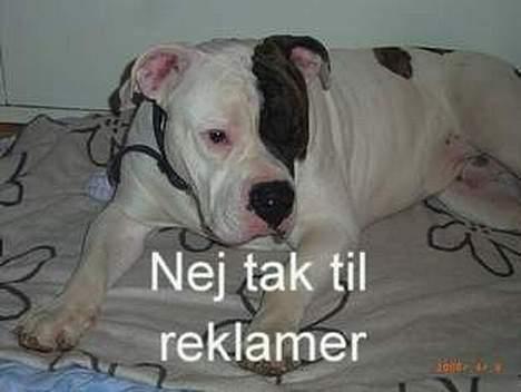 Jack russell terrier Diesel billede 13