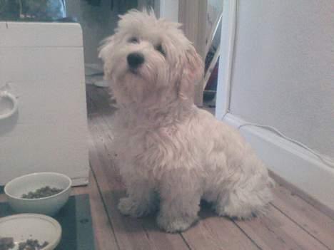 Coton de tulear Ludvig  - modellen poserer billede 17