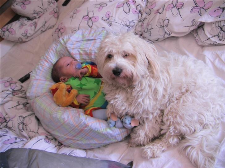 Coton de tulear Ludvig  - Se min lillebror, jeg er meget stolt af ham og passer på ham billede 18