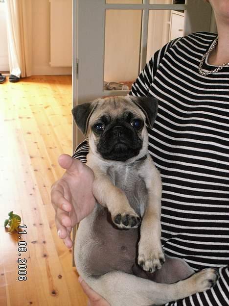 Mops albert - er klar til fotos med store søster billede 3