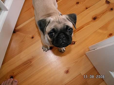 Mops albert - hvem vil lege med mig? billede 4