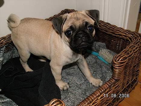 Mops albert - har fået ny seng, gad vide om den er god og sove i? billede 5