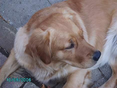 Golden retriever Kuka - Er jeg ik fotogen? :b  billede 5