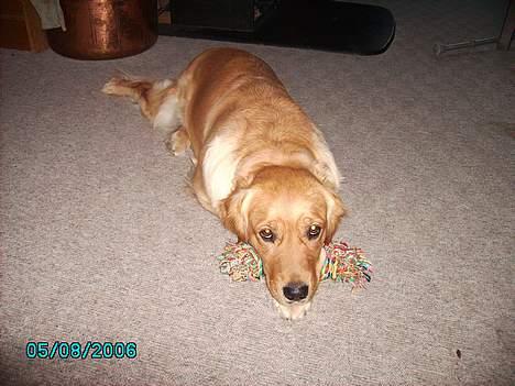 Golden retriever Kuka - Luka med sit "skæg" . billede 6