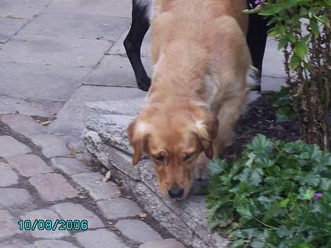 Golden retriever Kuka billede 7