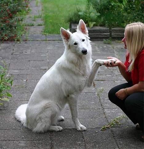 Hvid Schweizisk Hyrdehund Beyla billede 14